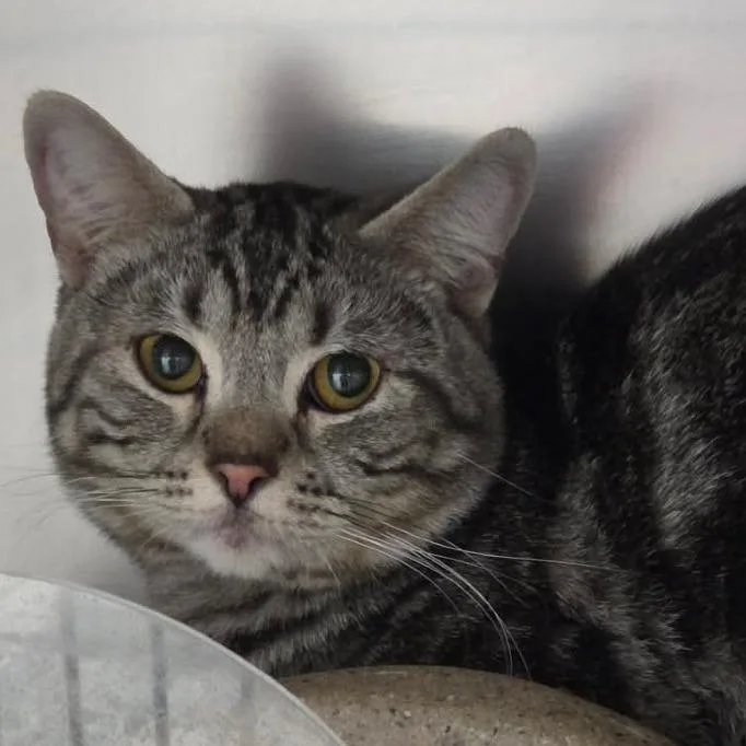 An adult medium-sized male Gray / Blue / Silver Domestic Short Hair cat named Boston for adoption in Idaho Falls, ID