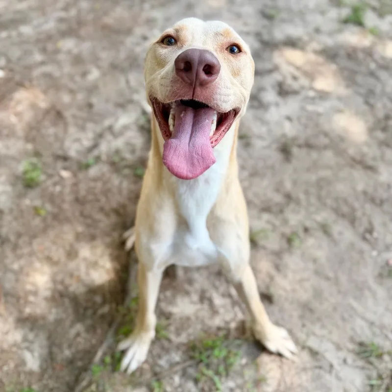 An adult medium-sized male Mixed Breed dog named Louis for adoption in Milton, FL