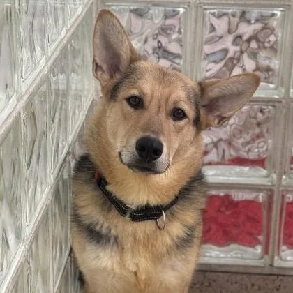 An adult medium-sized male German Shepherd Dog dog named Tyron for adoption in Philadelphia, PA