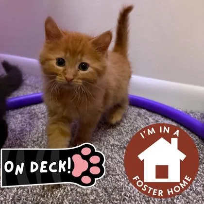 A baby small-sized female Domestic Short Hair cat named Chester for adoption in Janesville, WI