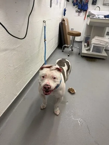 An adult large-sized male Pit Bull Terrier dog named Jackson for adoption in Seattle, WA