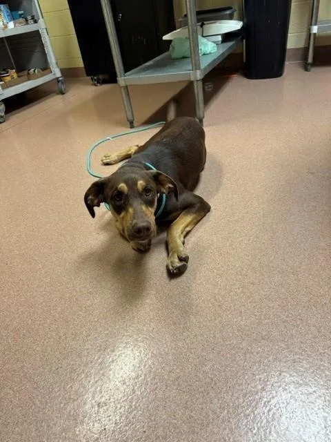 A young medium-sized female Labrador Retriever dog named Maggie for adoption in Cookeville, TN