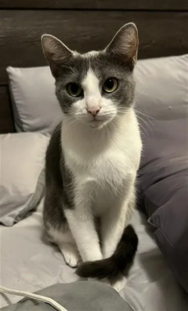 A young medium-sized female Domestic Short Hair cat named Luna for adoption in Houston, TX
