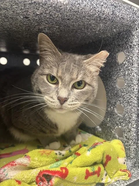 An adult small-sized female Domestic Short Hair cat named Contessa for adoption in Indianapolis, IN
