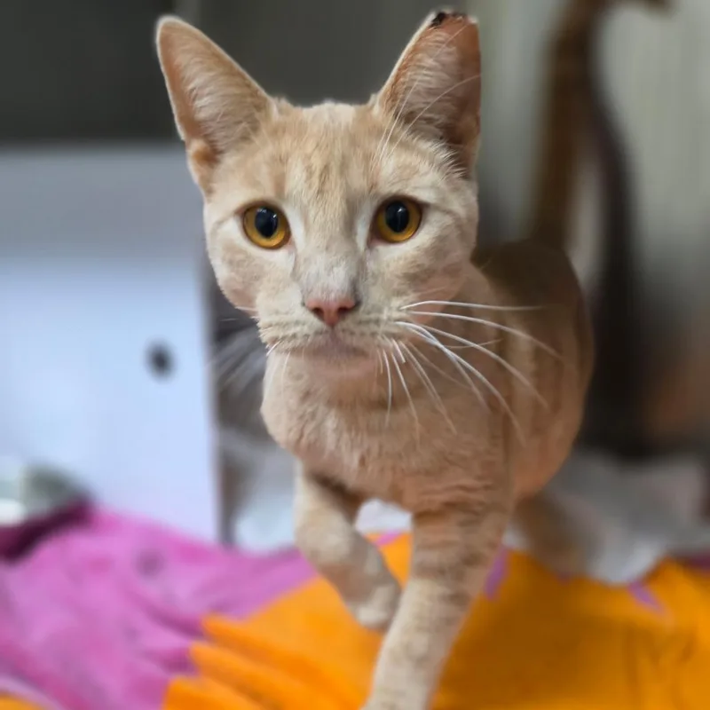 A young medium-sized male Orange / Red Domestic Short Hair cat named Cinnamon for adoption in Briarcliff Manor, NY
