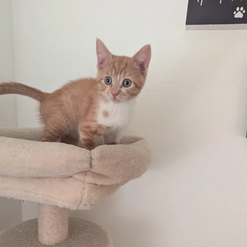 A baby medium-sized male Orange & White Domestic Short Hair cat named Tomas for adoption in Vacaville, CA