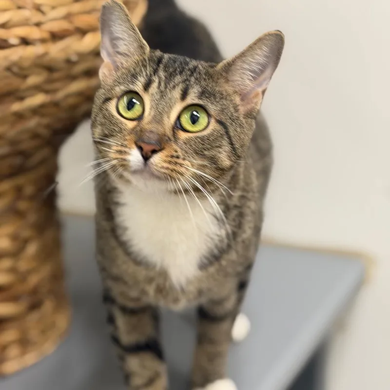An adult medium-sized female Domestic Short Hair cat named Cupcake for adoption in Jessup, MD