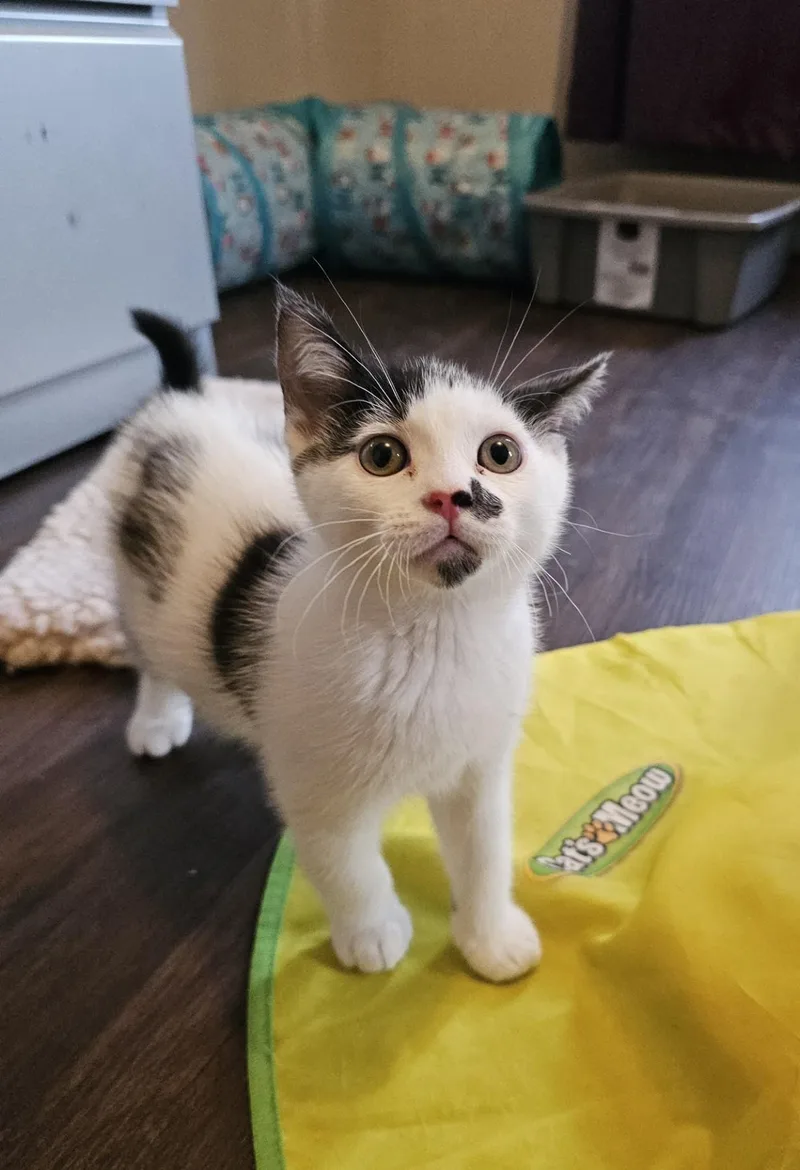 A baby medium-sized male White Domestic Short Hair cat named Dice for adoption in Pasco, WA