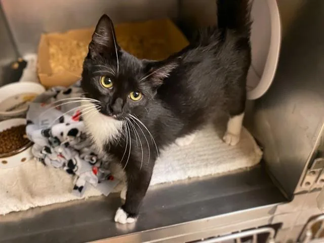 A young small-sized male Domestic Short Hair cat named Penguin for adoption in Fort Wayne, IN