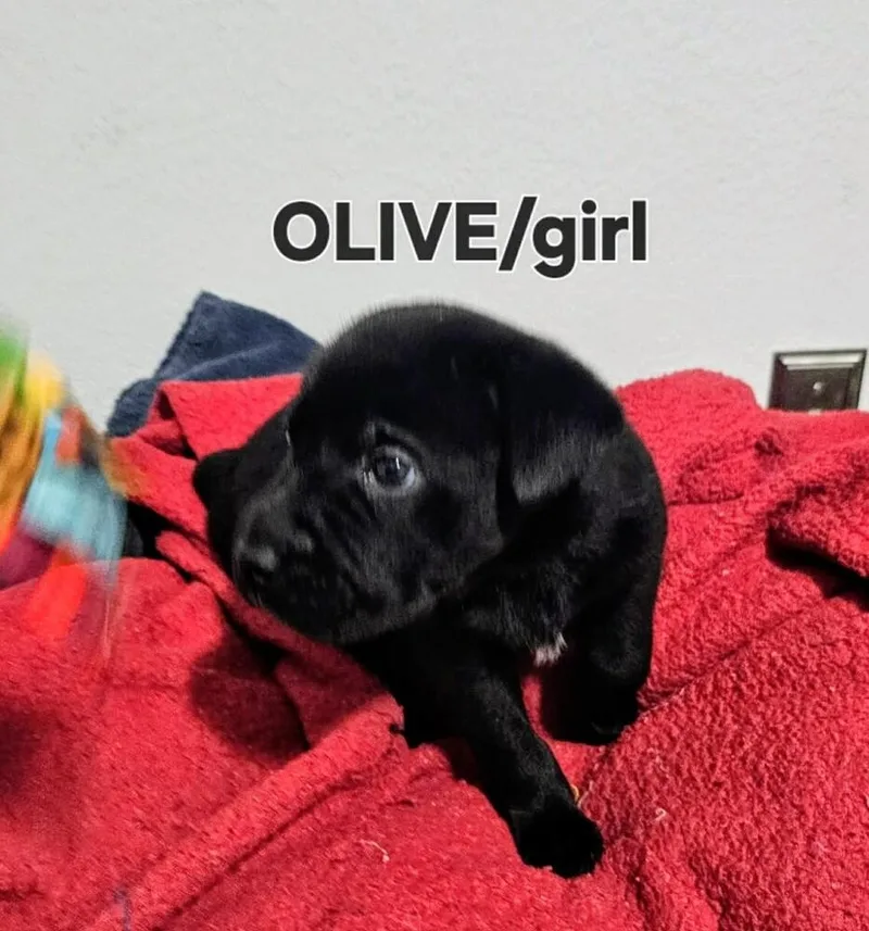 A baby medium-sized female Tricolor (Brown, Black, & White) Labrador Retriever dog named Olive for adoption in Evergreen, CO