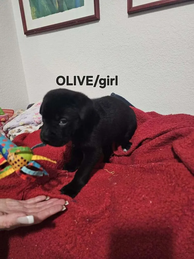 Olive thumbnail 2