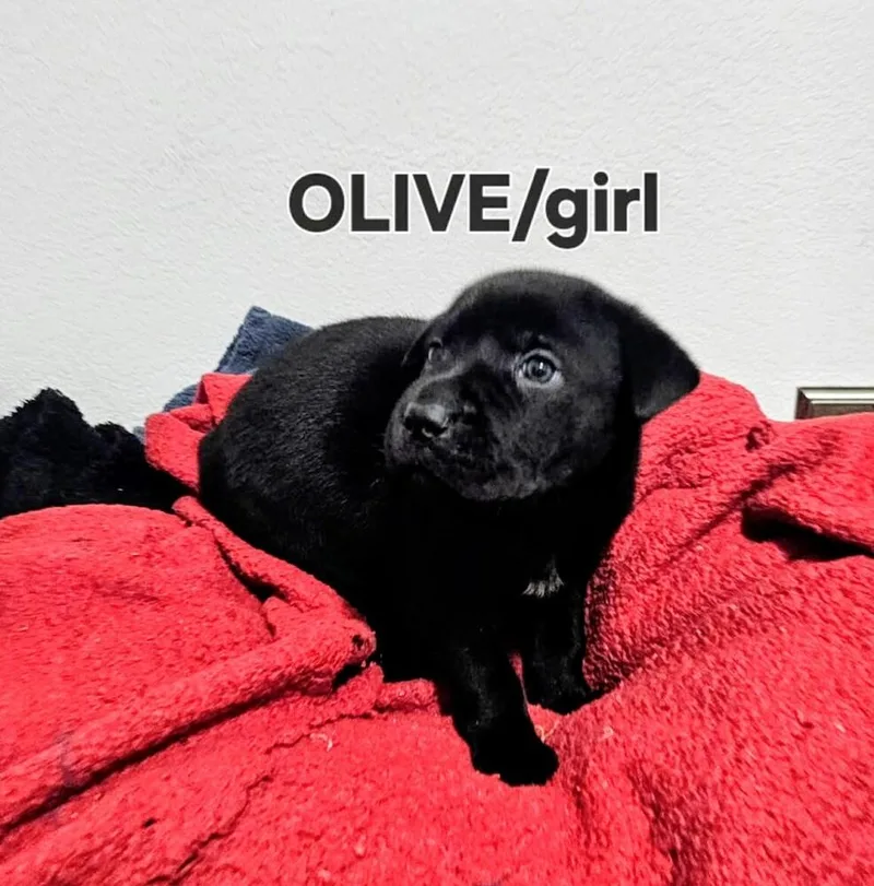 Olive thumbnail 3
