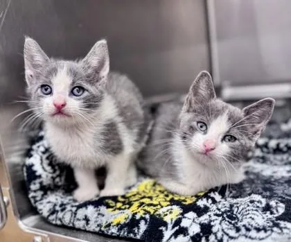 A baby small-sized female Gray & White Domestic Short Hair cat named Rivian for adoption in Bishop, GA