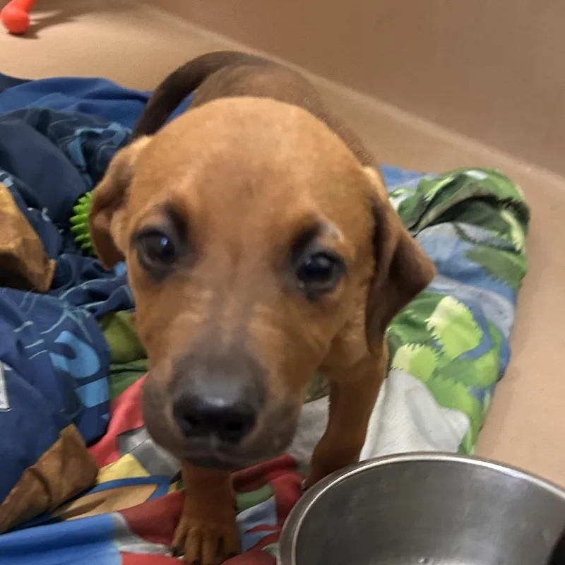 A baby small-sized male Yellow / Tan / Blond / Fawn Dachshund dog named Pickleball for adoption in Reno, NV