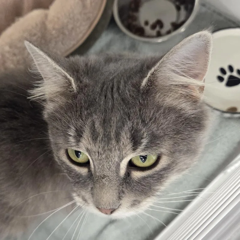 A young medium-sized female Gray / Blue / Silver Domestic Medium Hair cat named Pony for adoption in Voorhees, NJ