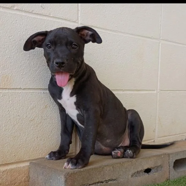 A baby medium-sized female Mixed Breed dog named R Scooby for adoption in Port Washington, NY