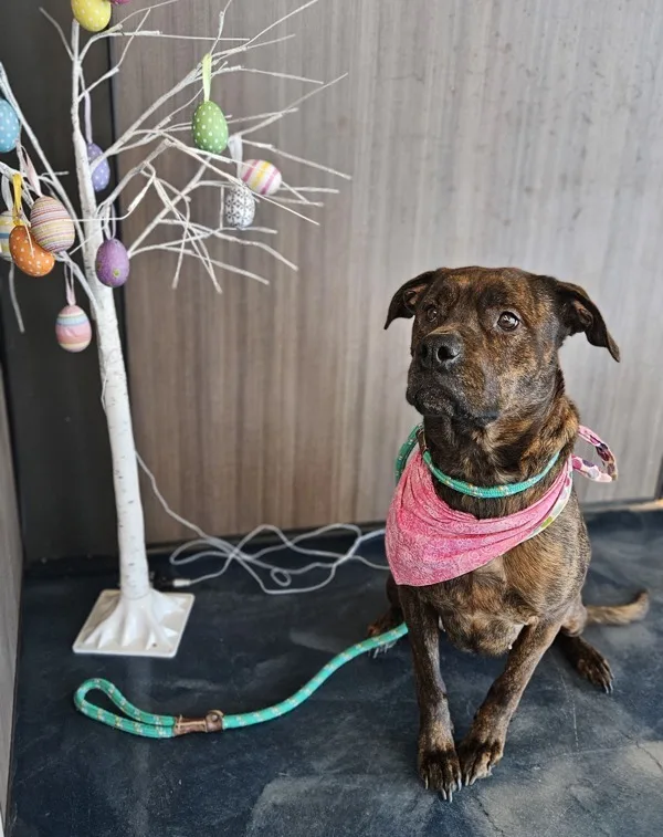 An adult large-sized female Mixed Breed dog named Vanessa for adoption in Pontiac, MI