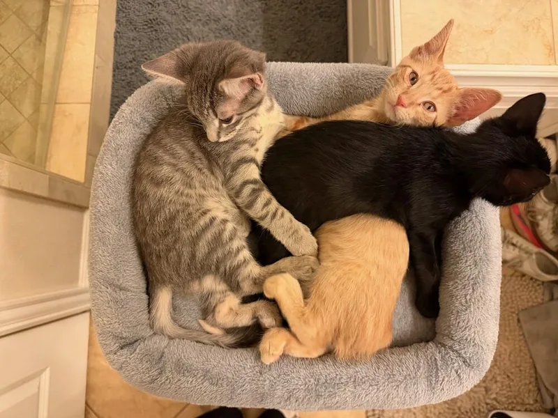 A baby small-sized male Domestic Short Hair cat named Saint for adoption in Dallas, TX