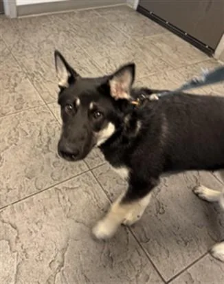 A young large-sized male German Shepherd Dog dog named Bear for adoption in Los Angeles, CA
