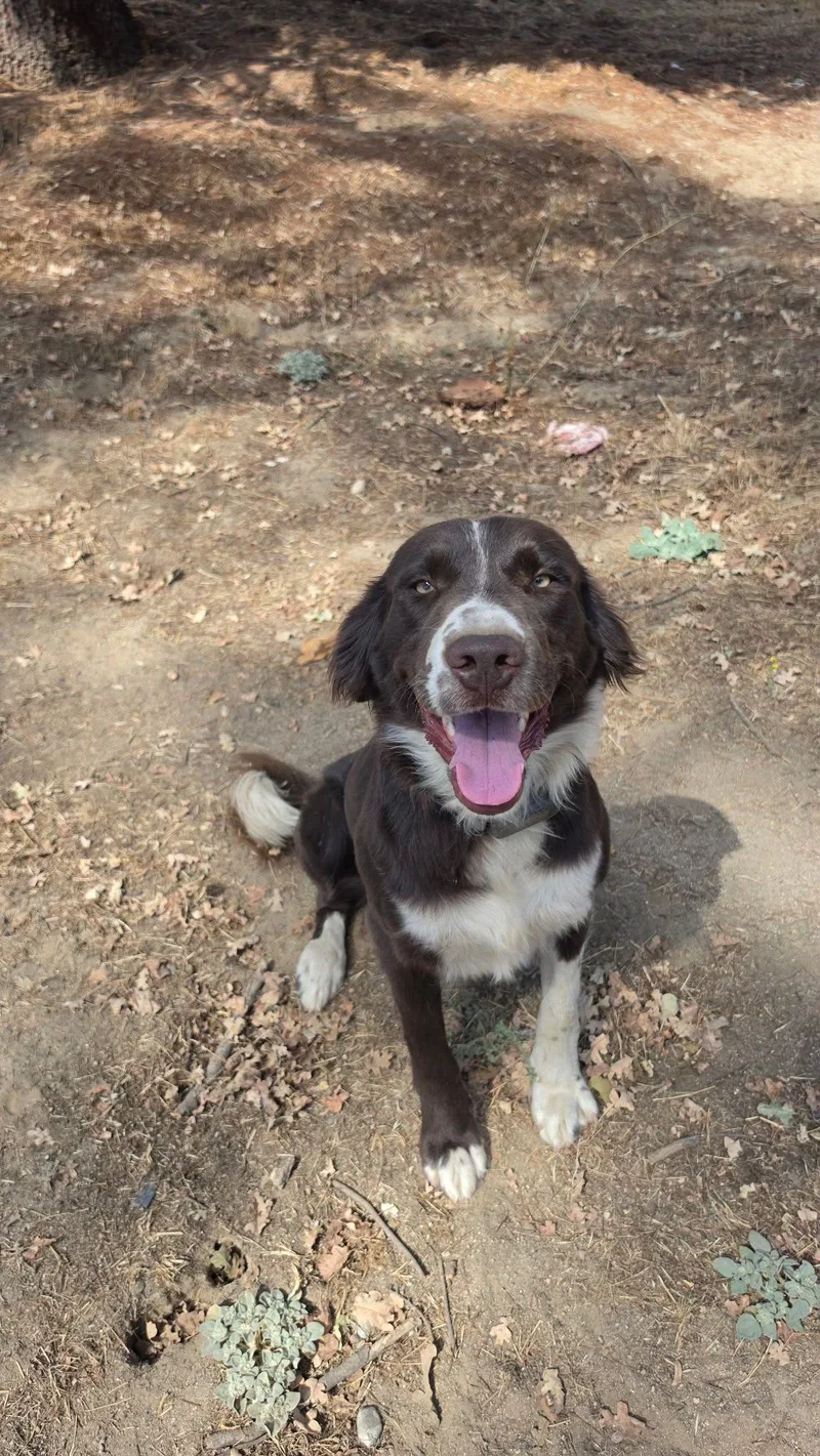 A young medium-sized male Border Collie dog named Chandler for adoption in Coarsegold, CA