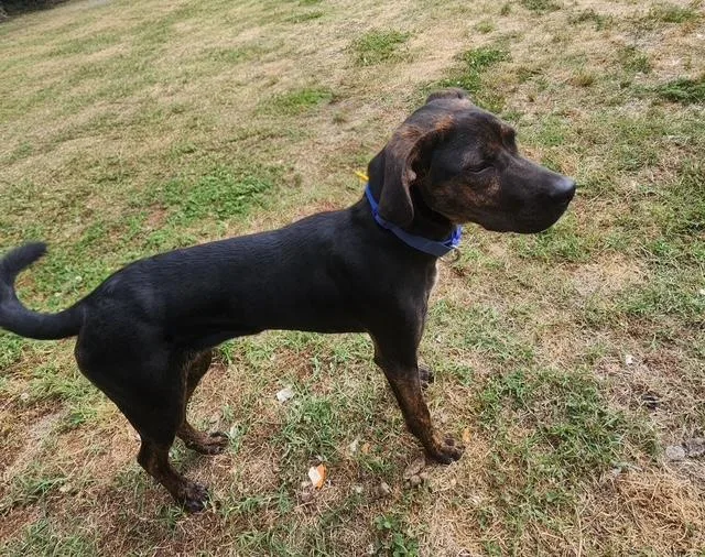A young medium-sized male Brown / Chocolate Plott Hound dog named Henley for adoption in Manhasset, NY