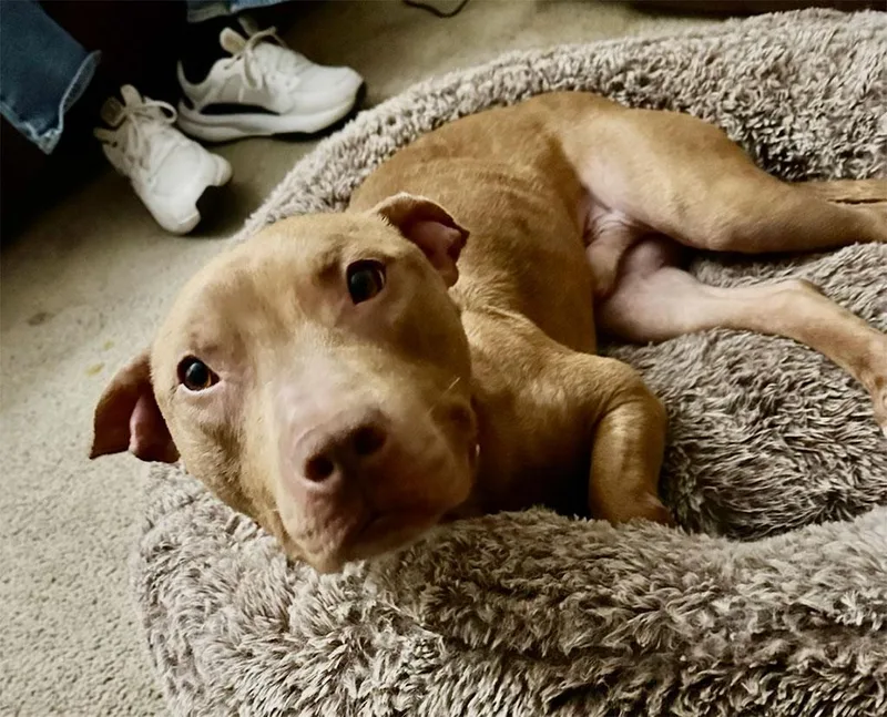 A young medium-sized male Pit Bull Terrier dog named Aries for adoption in Bowie, MD