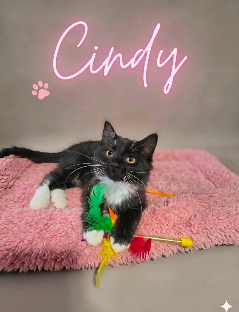 A baby medium-sized female Black & White / Tuxedo Domestic Medium Hair cat named Cindy for adoption in Saginaw, MI