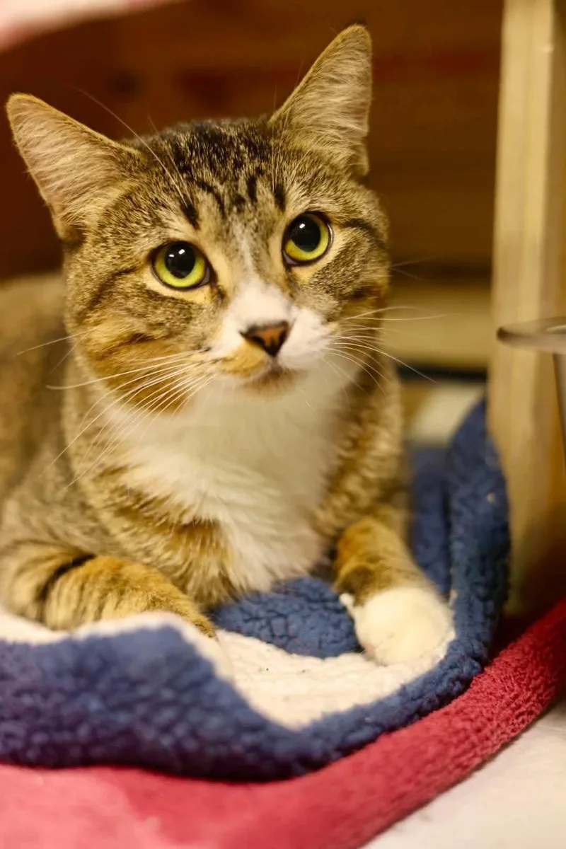 A young medium-sized female Domestic Short Hair cat named Boo for adoption in Duluth, MN