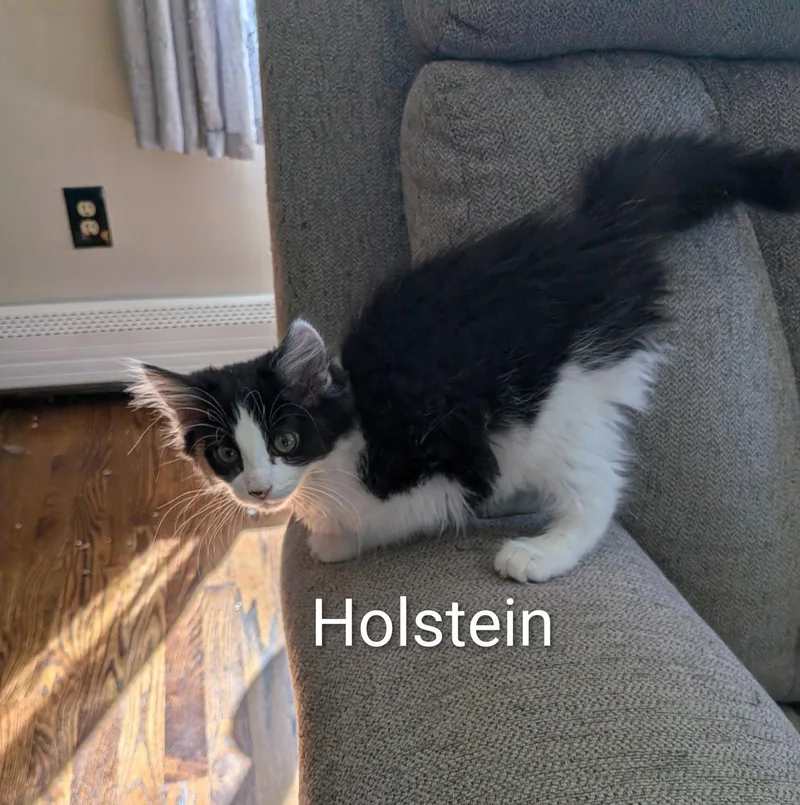 Holstein thumbnail 3