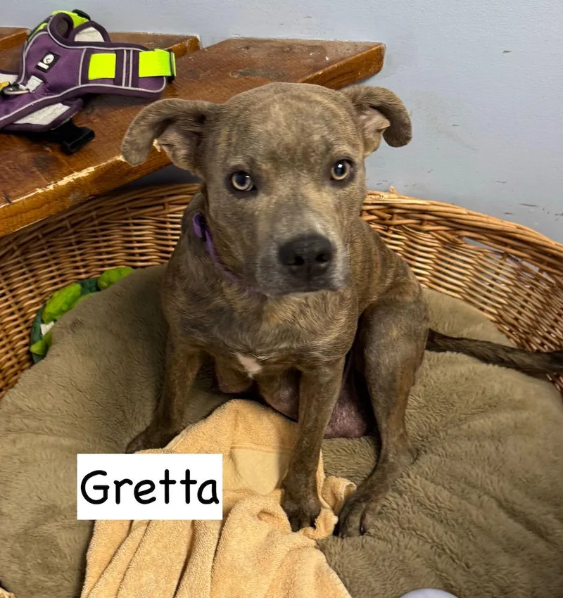 Gretta thumbnail 2