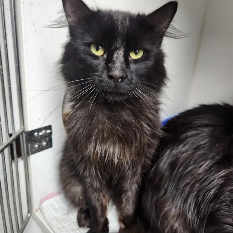 A young small-sized male Domestic Long Hair cat named Craig for adoption in Walnutport, PA