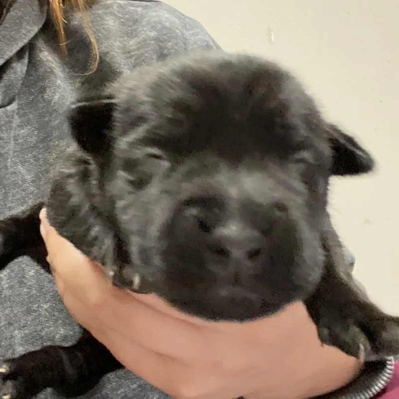 A baby small-sized female Black Border Collie dog named Latte  U for adoption in Tupelo, MS