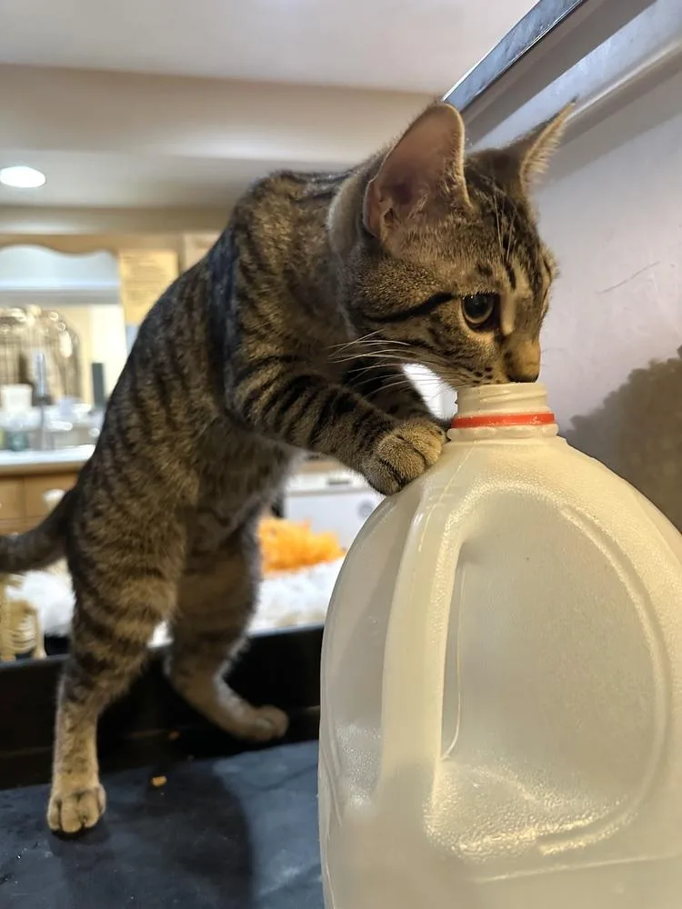 A baby small-sized female Domestic Short Hair cat named Sally for adoption in Loveland, OH