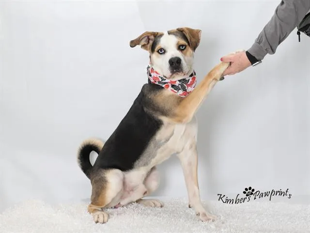 A young medium-sized male Foxhound dog named Julio for adoption in Omaha, NE