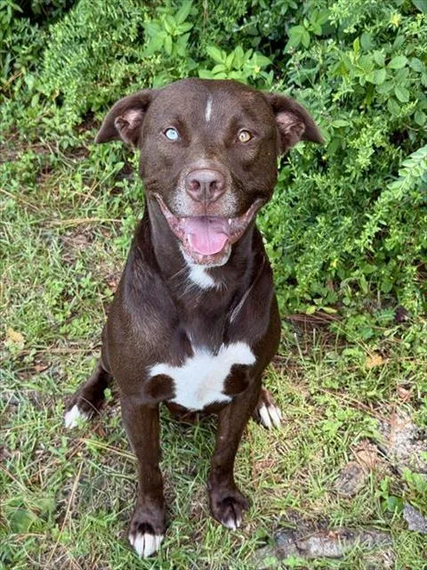 An adult large-sized male Mixed Breed dog named Renegade for adoption in Fort Walton Beach, FL