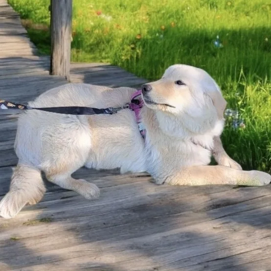 Sammy thumbnail 2