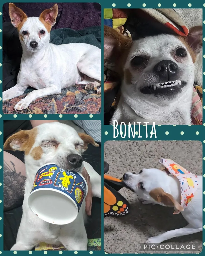 Bonita