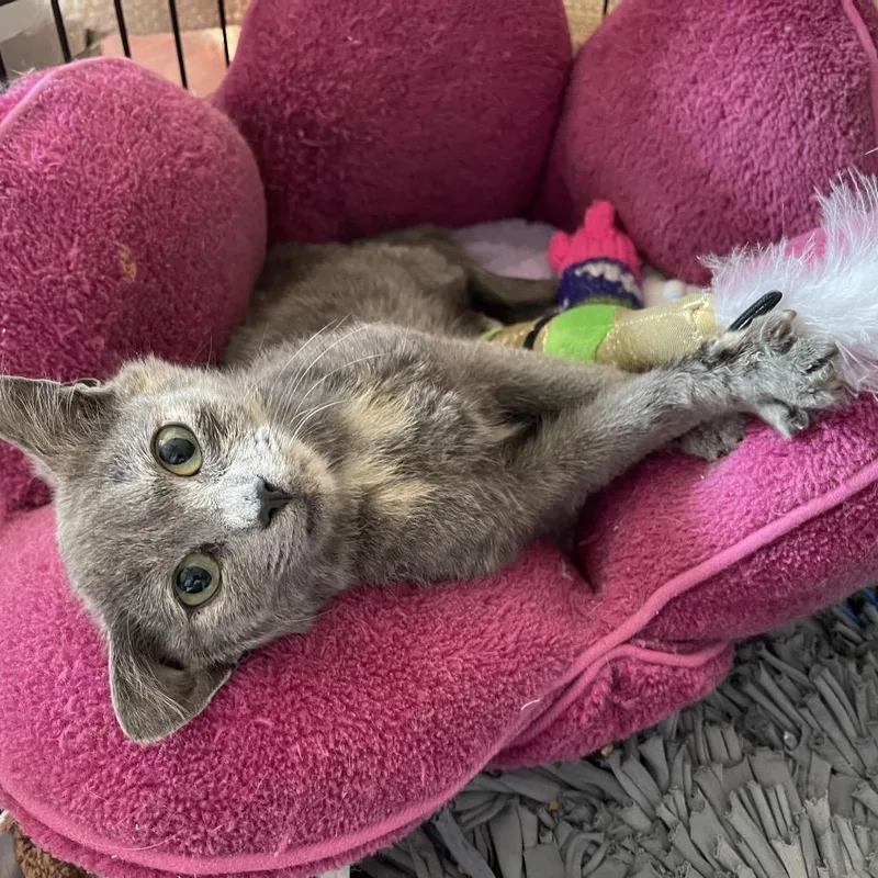 A baby small-sized female Tortoiseshell Domestic Short Hair cat named Daisy for adoption in Durham, NC