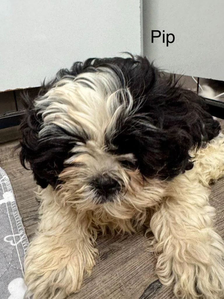 Pip