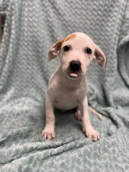 A baby medium-sized male Labrador Retriever dog named Zack for adoption in Picayune, MS