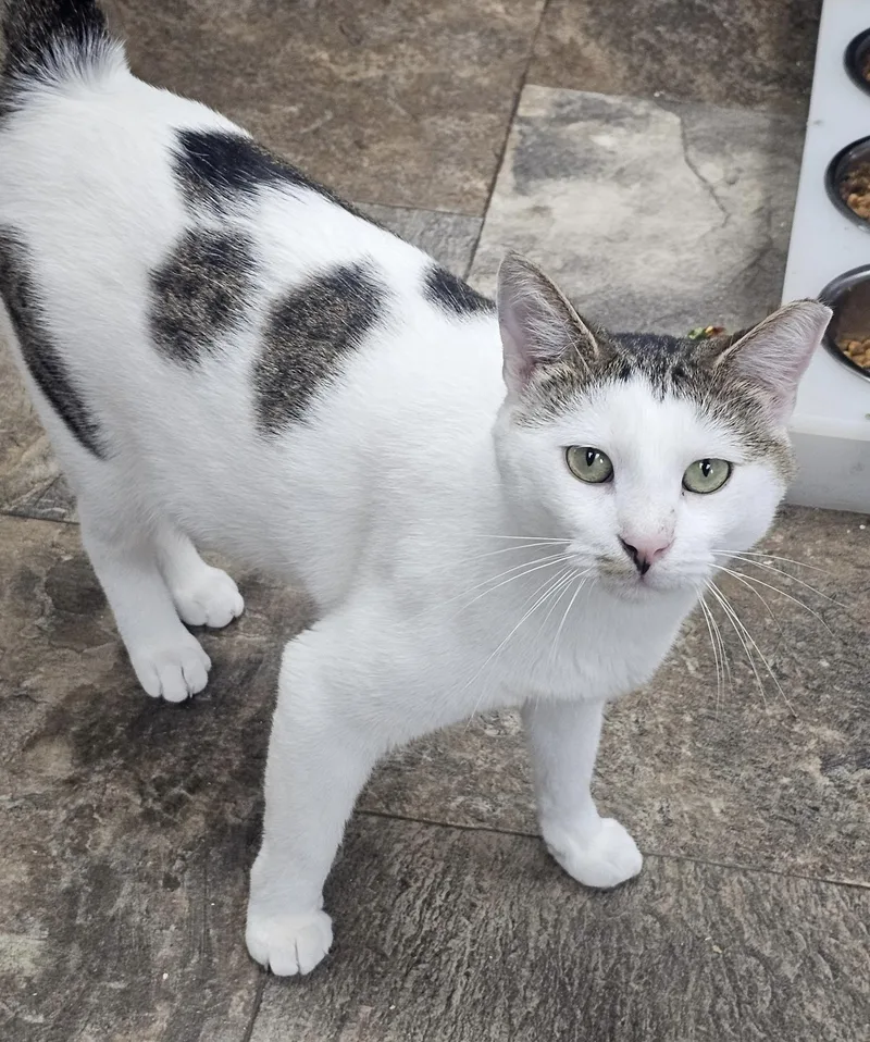 An adult medium-sized male Tabby (Tiger Striped) Domestic Short Hair cat named Miles Morales for adoption in Breinigsville, PA