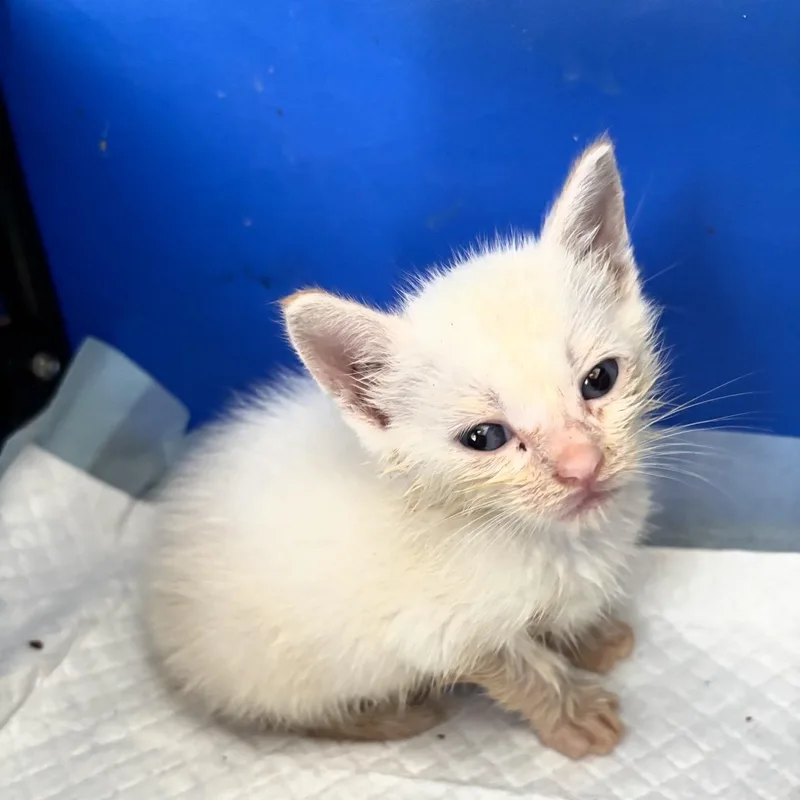 A baby small-sized male Domestic Short Hair cat named Sky for adoption in EWA BEACH, HI