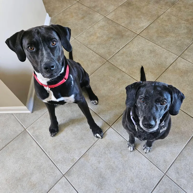 A young large-sized male Labrador Retriever dog named Maxx for adoption in McHenry, IL