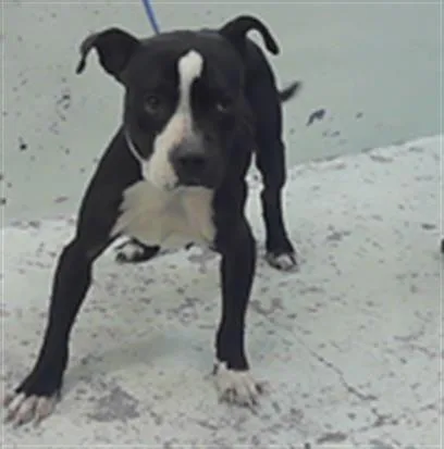 An adult medium-sized female Staffordshire Bull Terrier dog named Beatrice for adoption in Houston, TX