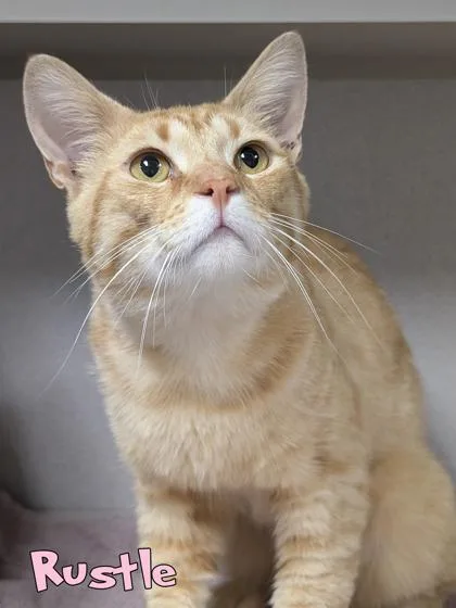 An adult large-sized male Domestic Short Hair cat named Rustle for adoption in Mason, MI