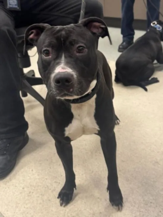 A young medium-sized female Pit Bull Terrier dog named Peaches for adoption in Van Nuys, CA