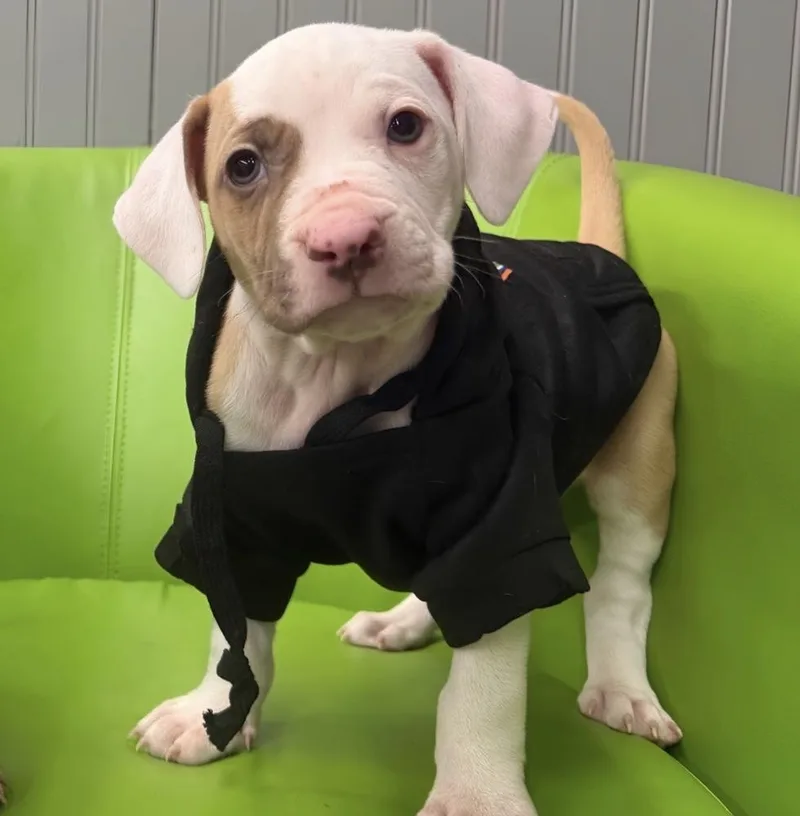 A baby medium-sized male Bicolor Pit Bull Terrier dog named Applesauce for adoption in Naperville, IL