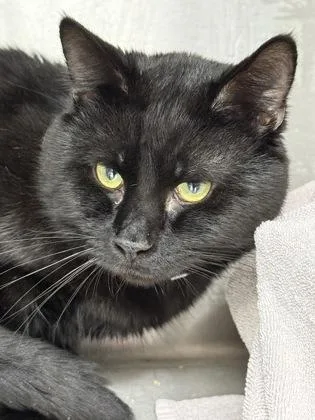 An adult medium-sized male Domestic Short Hair cat named Allie for adoption in West Chester, PA
