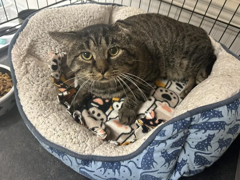 An adult large-sized male Domestic Short Hair cat named Scrappy for adoption in Cape May, NJ