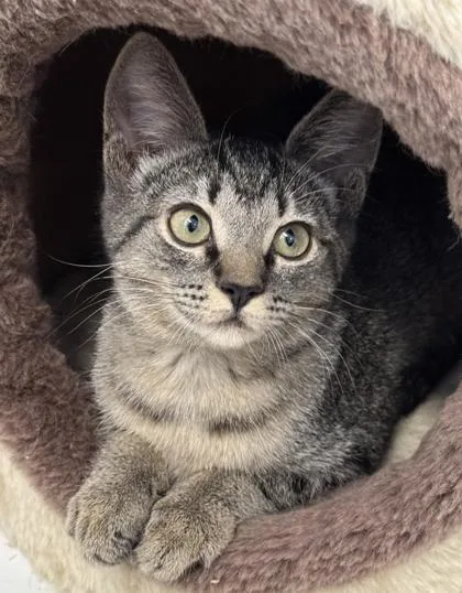 Chiquita